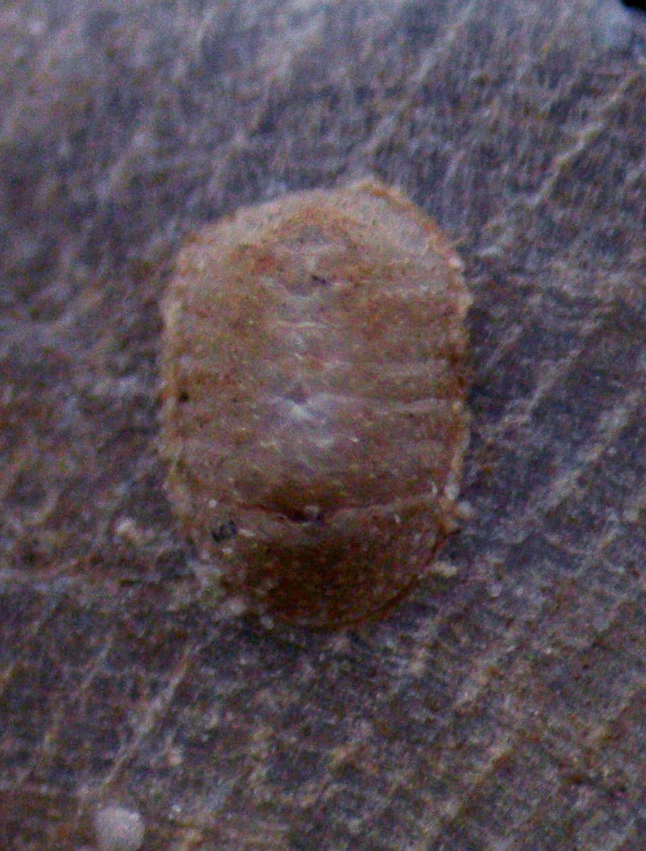 chitonidae